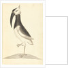 Plate from 'A Narrative of Commodore Anson's into the Great South Sea and Round the World' by unknown