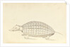 Armadillo, a plate from 'A Narrative of Commodore Anson's into the Great South Sea and Round the World' by unknown