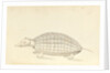 Armadillo, a plate from 'A Narrative of Commodore Anson's into the Great South Sea and Round the World' by unknown