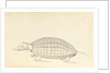 Armadillo, a plate from 'A Narrative of Commodore Anson's into the Great South Sea and Round the World' by unknown