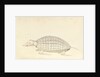 Armadillo, a plate from 'A Narrative of Commodore Anson's into the Great South Sea and Round the World' by unknown