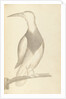 Plate from 'A Narrative of Commodore Anson's into the Great South Sea and Round the World' by unknown