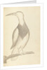 Plate from 'A Narrative of Commodore Anson's into the Great South Sea and Round the World' by unknown