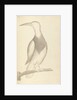 Plate from 'A Narrative of Commodore Anson's into the Great South Sea and Round the World' by unknown