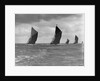 The Spritsail Barge Race, 1903 by Anonymous