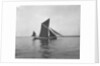 Sailing barge 'Sara' (Br, 1902) under sail by unknown
