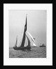 'Satanita' (Br, 1897) under sail by unknown