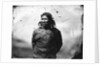 One of the Greenland Inuit by Edward Augustus Inglefield