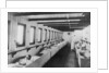 Upper hospital deck of the 'Geneva Cross' (1894) ambulance ship by unknown