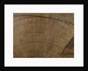Terrestrial table globe by unknown