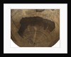 Terrestrial table globe by unknown
