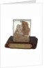 Meat sample from Sir John Franklin's last expedition 1845-1848 by unknown