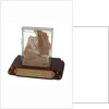 Meat sample from Sir John Franklin's last expedition 1845-1848 by unknown
