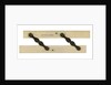 Parallel rule by Crichton
