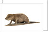 Stuffed beaver by Starbeck Taxidermy