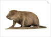 Stuffed beaver by Starbeck Taxidermy