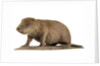 Stuffed beaver by Starbeck Taxidermy