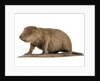 Stuffed beaver by Starbeck Taxidermy
