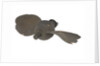 Propeller model by unknown