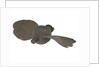 Propeller model by unknown
