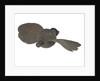 Propeller model by unknown