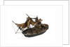 Warship; 74 guns by William Haines