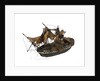 Warship; 74 guns by William Haines
