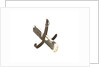 Equipment model; Anchor model; Killick by unknown