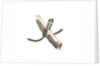 Equipment model; Anchor model; Killick by unknown