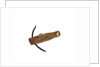 Equipment model; Anchor model; Killick by unknown