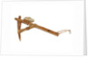 Equipment model; Anchor model; Killick by unknown