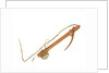 Equipment model; Anchor model; Killick by unknown