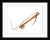 Equipment model; Anchor model; Killick by unknown