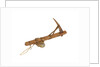 Equipment model; Anchor model; Killick by unknown