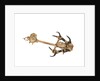 Equipment model; Anchor model; Killick by unknown