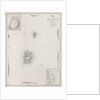 Azores Corvo and Flores. Surveyed by Capt. A.T.E Vidal R.N 1844. by British Admiralty