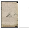 Plate from Edward Barlow's journal of his life at sea in king's ships, East & West Indiamen & other merchantmen from 1659 to 1703. by Edward Barlow