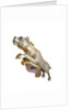 Figurehead from HMS 'Bulldog' by unknown