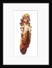 Lion figurehead by Unknown