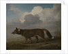 Portrait of a large dog (Dingo) by George Stubbs