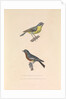 'The Australian Flycatcher and the Flycatcher Multicolor' by Hyacinthe de Bougainville