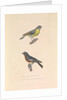 'The Australian Flycatcher and the Flycatcher Multicolor' by Hyacinthe de Bougainville