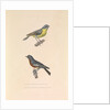 'The Australian Flycatcher and the Flycatcher Multicolor' by Hyacinthe de Bougainville