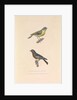 'The Australian Flycatcher and the Flycatcher Multicolor' by Hyacinthe de Bougainville