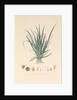 'The Busseuillie of Botany Bay' by Hyacinthe de Bougainville