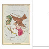 Delphinus, Sagitta, Aquila and Antinous by Sidney Hall