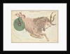 Capricornus by Sidney Hall