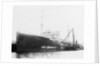 'Plumleaf' (Br, 1916) by Unknown
