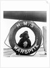 The bulldog mascot posed in the lifebelt on board the battleship HMS Warspite (1913) by Unknown