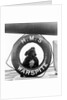 The bulldog mascot posed in the lifebelt on board the battleship HMS Warspite (1913) by Unknown